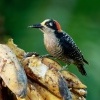 Datel cernolici - Melanerpes pucherani - Black-cheeked Woodpecker o4779